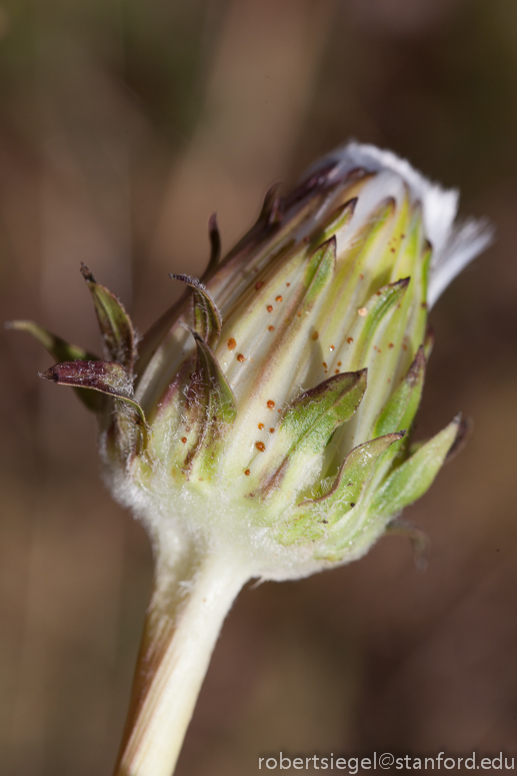 compositae bud